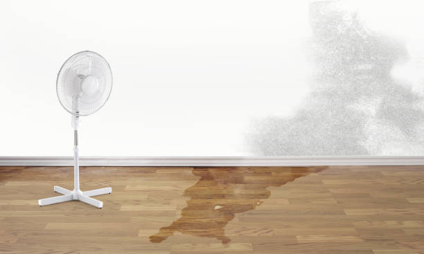 Best Water damage restoration services  in Rossville, TN